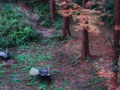 -黄海国家森林公园