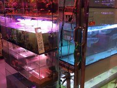 -大自然花鸟鱼虫市场