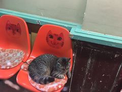 -猫咪博物馆(顶澳仔猫街店)