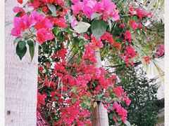 -云溪植物园
