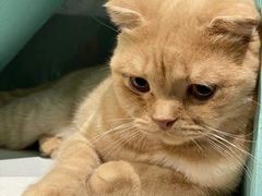 -猫小院猫主题餐厅(三里屯店)