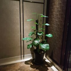 -诗泥SPA