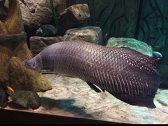 -亚特兰蒂斯水世界冒险乐园
