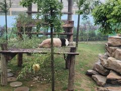 -西霞口神雕山野生动物世界