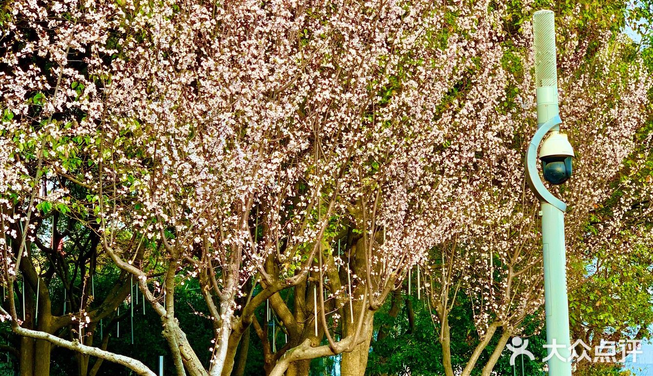 百花齐放