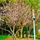 百花齐放