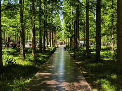 -黄海国家森林公园