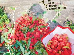 -从化深英荔枝黄皮龙眼采摘园