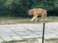 -深圳野生动物园
