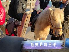 -前小桔亲子创意农场·草莓采摘·露营烧烤
