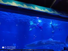 -烟台海昌鲸鲨海洋公园