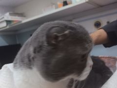 -纳吉亚猫专科动物医院·北北分院