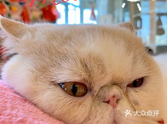 没有臣民的小皇帝，没有领地的征服者by聂鲁达