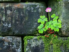 -上海佘山国家森林公园天马山园