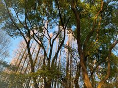 -上海共青森林公园