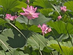 -长春市南湖公园