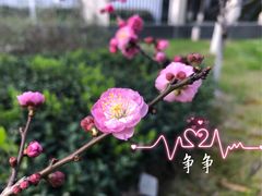 -锡师附小学(学前街校区)
