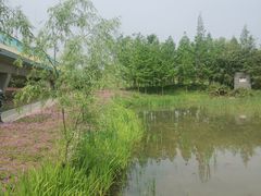 -白鹭湾湿地公园