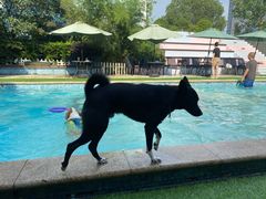 -汪说喵讲宠物乐园宠物酒店(红星美凯龙店)