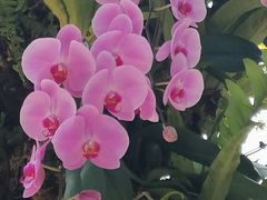 -深圳仙湖植物园