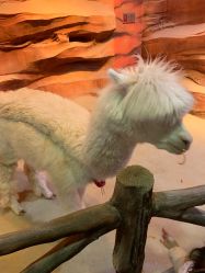 -酷嗒动物文化乐园(cutezoo西溪乐天城店)