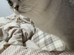 -宠颐生斯嘉宠物医院·急重症·心内科(谷阳北路分院)