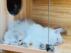 -猫十亿·布偶金渐层·曼基康矮脚猫舍(青年路店)
