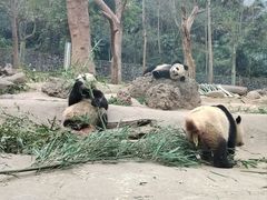 -都江堰中华大熊猫苑