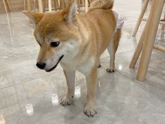 -柴犬小屋·柴餐厅·狗咖食堂(金鼎广场店)
