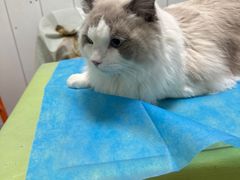 -纳吉亚猫专科动物医院(康都外科中心)