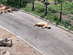 -大连森林动物园