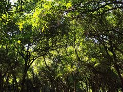 -杭州植物园