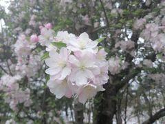 -海棠花溪(元大都城垣遗址公园)