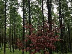 -塞罕坝国家级自然保护区