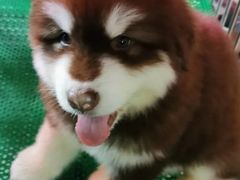 -中环花鸟鱼虫市场