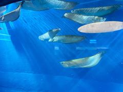 -太平洋海底世界