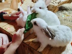 -昆明大悦城未来动物城(螺蛳湾中心店)