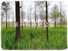 -上海长兴岛郊野公园