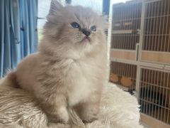 -珠海悠米米努特矮脚猫舍