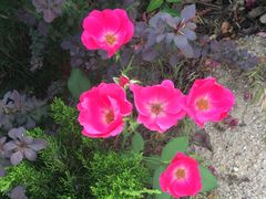 -济南国际园博园