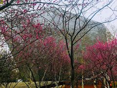 -武汉大学-樱园