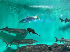 -太平洋海底世界