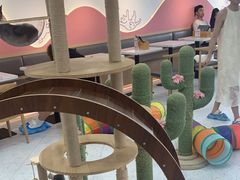 -喵园·猫主题咖啡厅·撸猫·猫咖(国贸店)