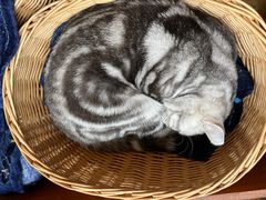 -猫友咖啡店(玉林西路店)