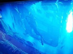 -迪拜水族馆及水下动物园