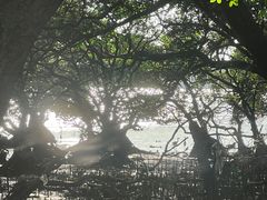 -宝安西湾红树林湿地公园