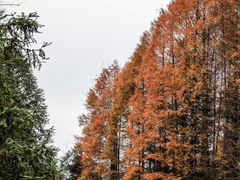 -山王坪喀斯特国家生态公园