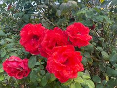 -国家植物园南园