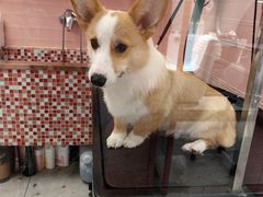 -FAELING PETS美天灵宠物(合生汇店)