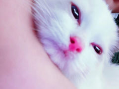 -70cat德文卷毛猫·缅因猫纯种猫舍